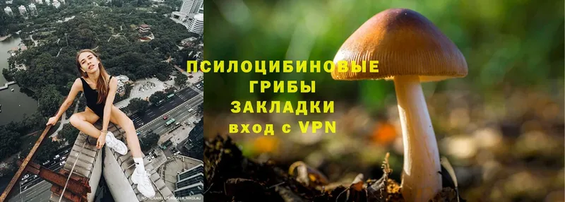 Псилоцибиновые грибы Psilocybe  Ульяновск 